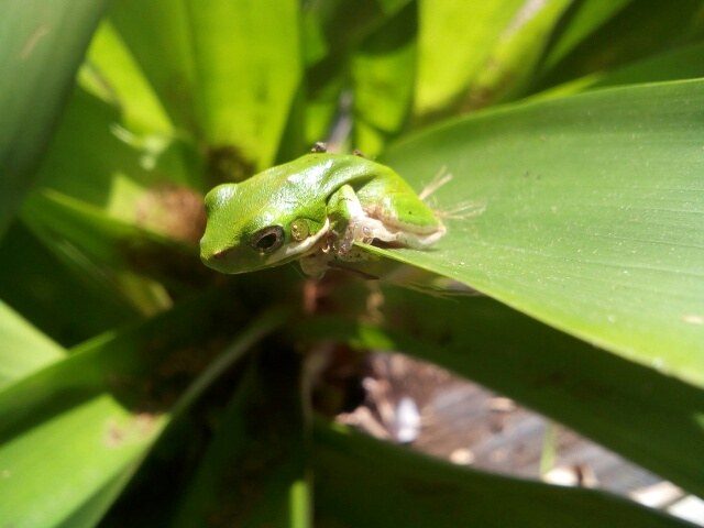 A frog sheltering in a bromeliad on a green wall