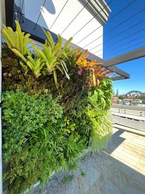 Cremorne — rooftop green wall