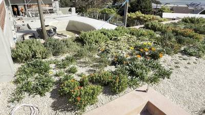 Whale Inn, Narooma — coastal green roof