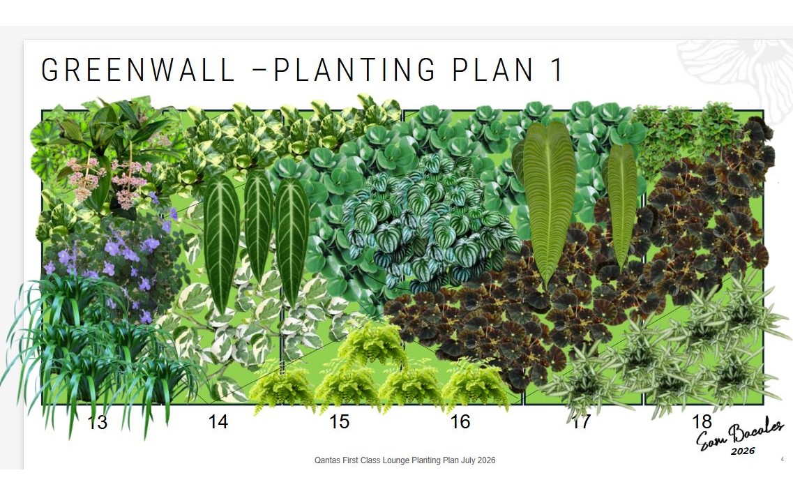 Sam Bacales’ planting plan for the green walls in the Qantas First Class Lounge at Sydney Airport