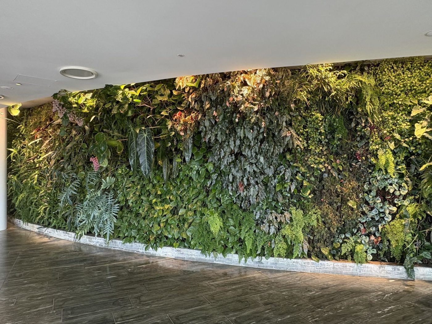 A green wall in the Qantas First Class Lounge at Sydney Airport, planting design by Sam Bacales