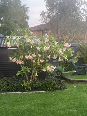 A flowering brugmansia anchoring the rear garden
