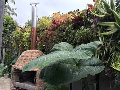Bromeliads and crotons banked behind the pizza oven