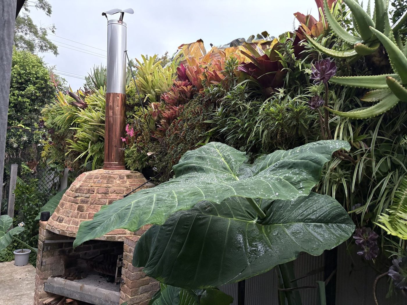 A Terrey Hills garden by Sam Bacales &mdash; bromeliads and crotons banked behind a pizza oven