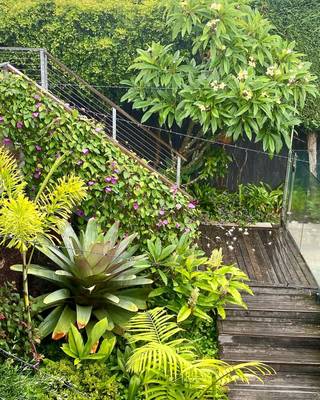 Bromeliads and ferns crowding the steps down to the pool