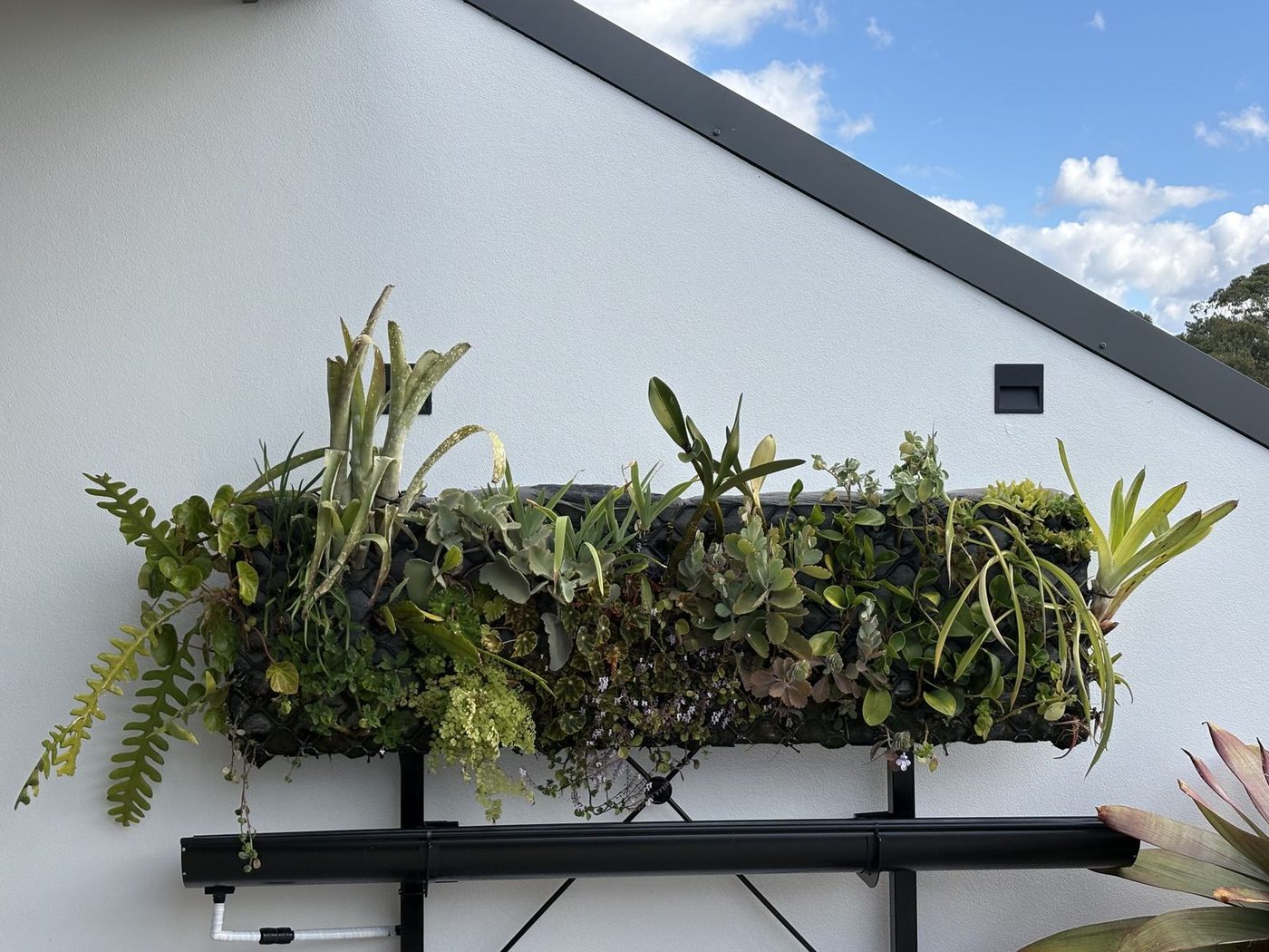 A Willoughby balcony by Sam Bacales &mdash; succulents and ferns planted into a gabion