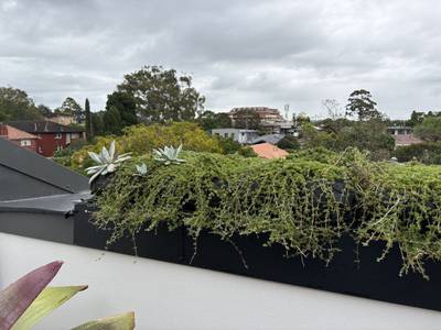 Trailing growth spilling over the planter edge