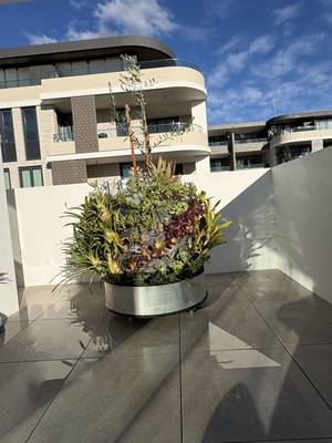 A planted drum rather than a clutter of small pots
